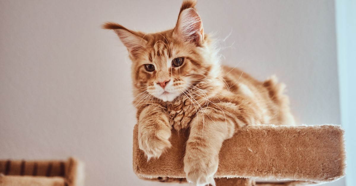 Getting to Know the Maine Coon